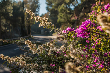 Obraz premium Street train in Spain on a sunny day. Purple flowers by the roadside with dry flowers from a bush in the background. Asphalt color track in the bokeh in the background