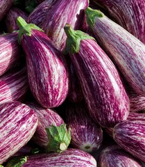 Aubergines in Murcia Spain