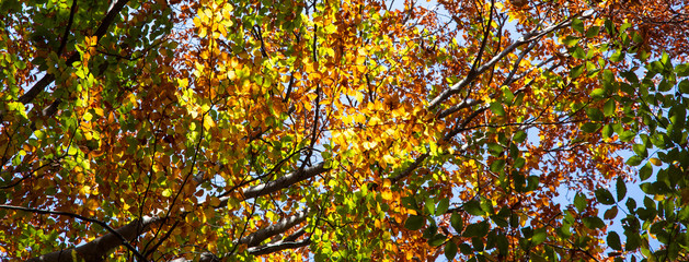 Crohn autumn forest over his head