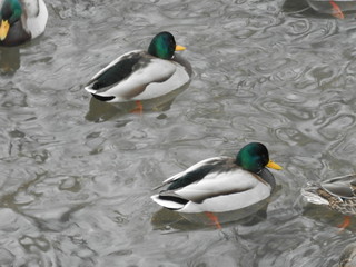 Obraz premium OLYMPUS DIGITAL CAMERA