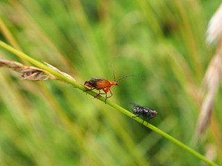 macro insecte sur brindille