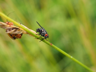 mouche macro sur brin d'herbe
