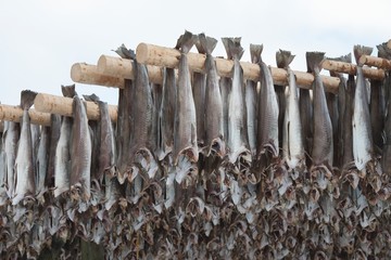 Dried cod stockfish in Loftofen Norway for export to Italy