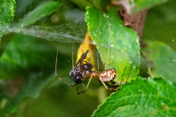Yellow small spider eats a fly