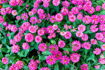 top view pink zinnia elegans in garden beautifuly and freshness