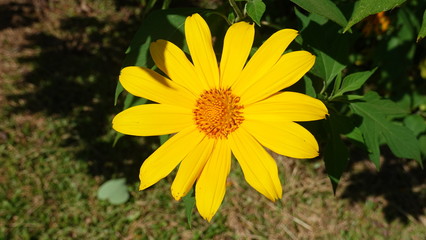 Yellow flower in garden in closeup photography.