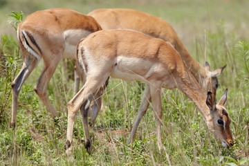 Impala grazing