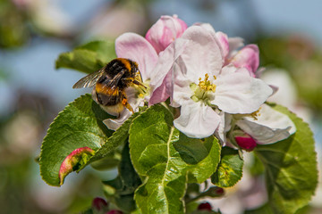 Buff-tailed bumble bee (Bombus terrestris) on blossom of blooming apple tree (Malus domestica),...
