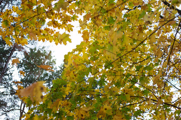 Black patch on the leaves of the maple. The disease is caused by the fungus Rhytisma acerinum. With this disease, large, round, black, slightly convex spots with a yellowish-green border are formed.