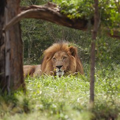 Lion lies in shade of tree