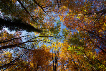 Crohn autumn forest over his head