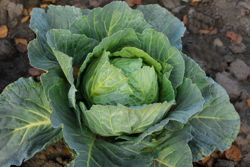 Soft focus of Big cabbage in the garden.