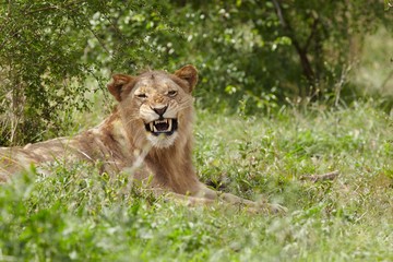 Obraz na płótnie Canvas Lioness lying in African undergrowth