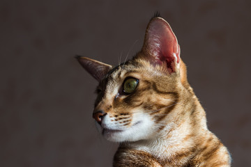 Chausi cat head closeup