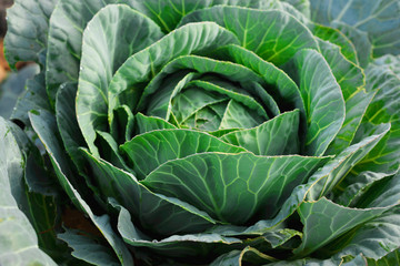 Fototapeta premium Soft focus of Big cabbage in the garden.