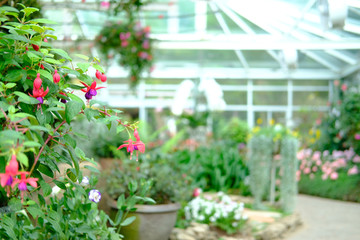 blooming flower plant in garden park