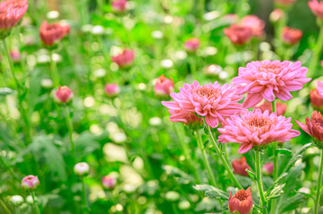 Selective focus of beautiful pink or red flower with soft blurred bokeh background.