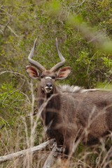 Male Nyala South Africa