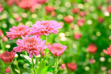 Selective focus of beautiful pink or red flower with soft blurred bokeh background.