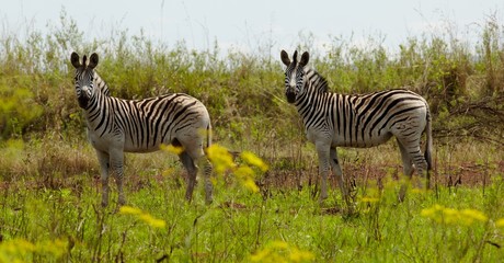 Two Zebras stand in the African plains