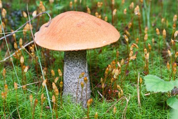 Birch Mushroom  Norwegian woodland