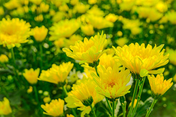 Selective focus of beautiful yellow flower with soft blurred bokeh background.