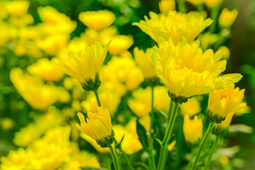 Selective focus of beautiful yellow flower with soft blurred bokeh background.