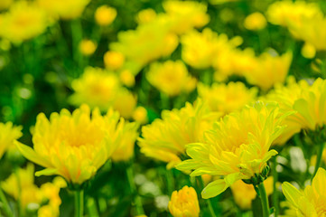 Selective focus of beautiful yellow flower with soft blurred bokeh background.
