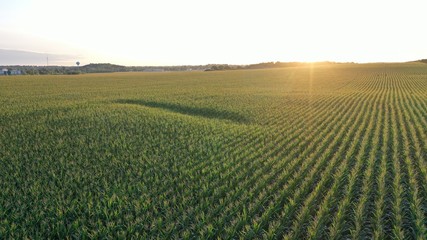Fototapeta na wymiar Sunrise over Corn Field (Drone)
