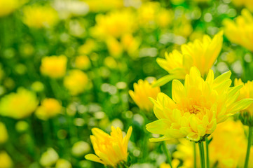 Selective focus of beautiful yellow flower with soft blurred bokeh background.