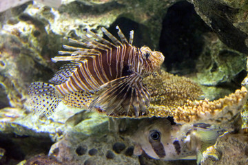 水中をゆっくり漂うハナミノカサゴ