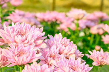 Selective focus of beautiful pink flower with soft blurred bokeh background.