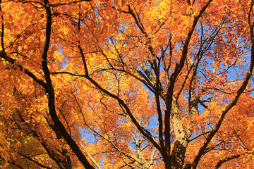 Orange Leaves on Tree in Fall