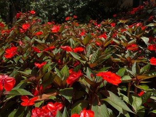 Lindo jardim de flores impatiens vermelhas