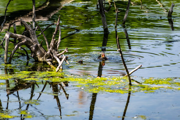 Ducks and small chickens swim in the pond. Warm fresh pond, house for water animals and birds. Very beautiful green trees, deciduous, different shades of green. Rich and vibrant landscape