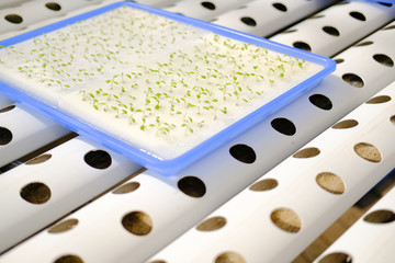 lettuce seedling sprout in hydroponic farm