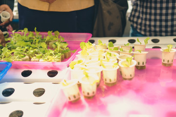 lettuce seedling sprout in hydroponic farm