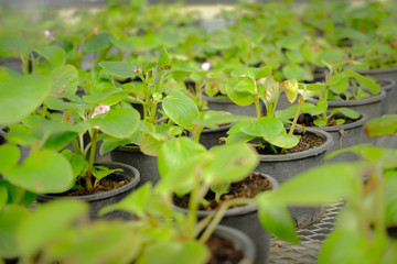 begonia flower plant growing in greenhouse