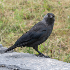 Obraz premium Close-up of a black bird, Kilronan, Inishmore, Aran Islands, County Galway, Ireland