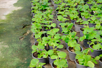 begonia flower plant growing in greenhouse
