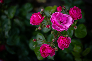 Bunch of Pink Roses with buds