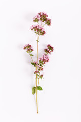 Obraz premium fresh marjoram herb isolated on the white background, top view