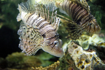 水中を仲良く泳ぐ二匹のミノカサゴ