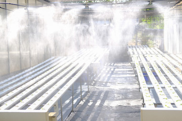 Fototapeta na wymiar water spraying from sprinkler on lettuce vegetable growing in hydroponic farm