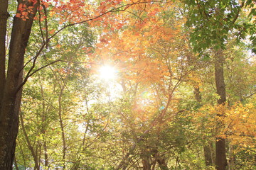 Sun Through Autum Forest