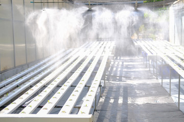 water spraying from sprinkler on lettuce vegetable growing in hydroponic farm