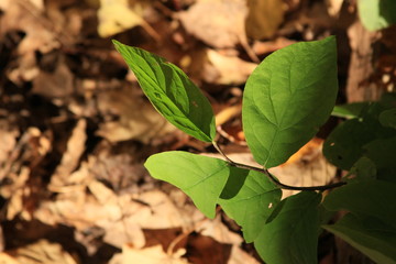 Green Leaf over Bed of Dead Leaves in Forest