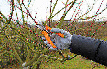 Obraz premium Pruning of trees with secateurs 