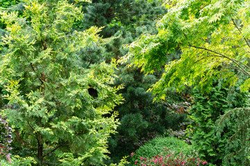 Beautiful landscaped garden with multicolor evergreens. Example using  yellow leaves of western thuja, blue needles Pinus parviflora Glauca and  green leaves maple Acer Palmatum. Selective focus