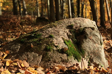 Fototapeta na wymiar Rock in the Forest